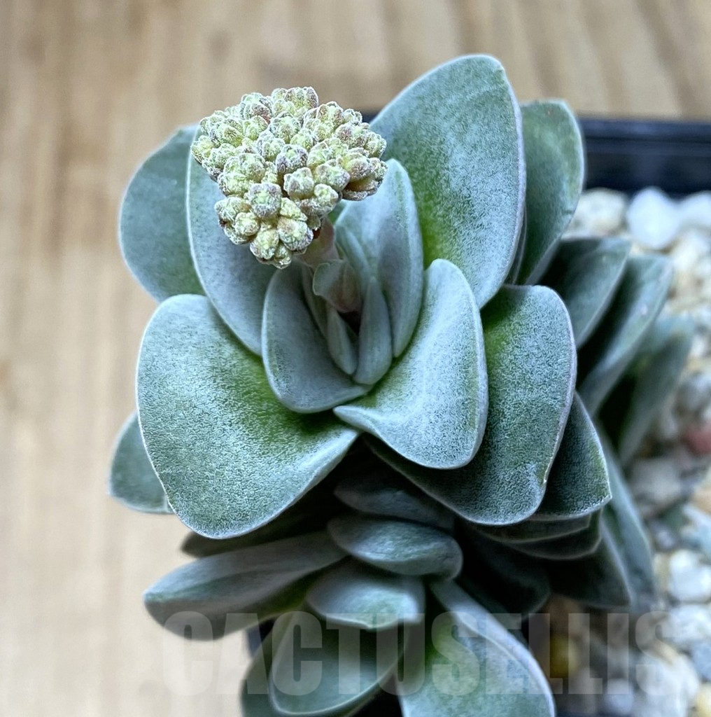 SHPR38425 Crassula 'Coralita'