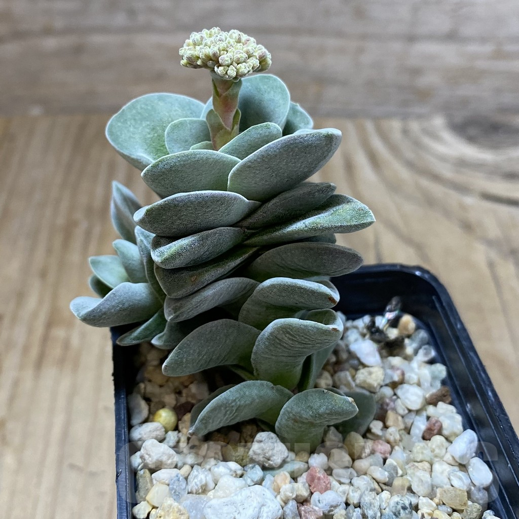 SHPR38425 Crassula 'Coralita' - Зображення 2