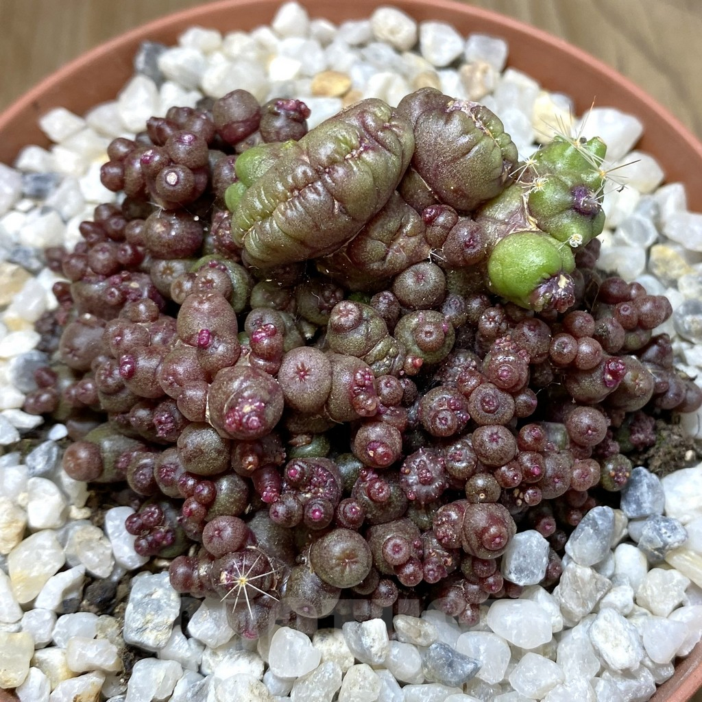 SHPR38427 Mammillaria bocasana ‘Red Fred’