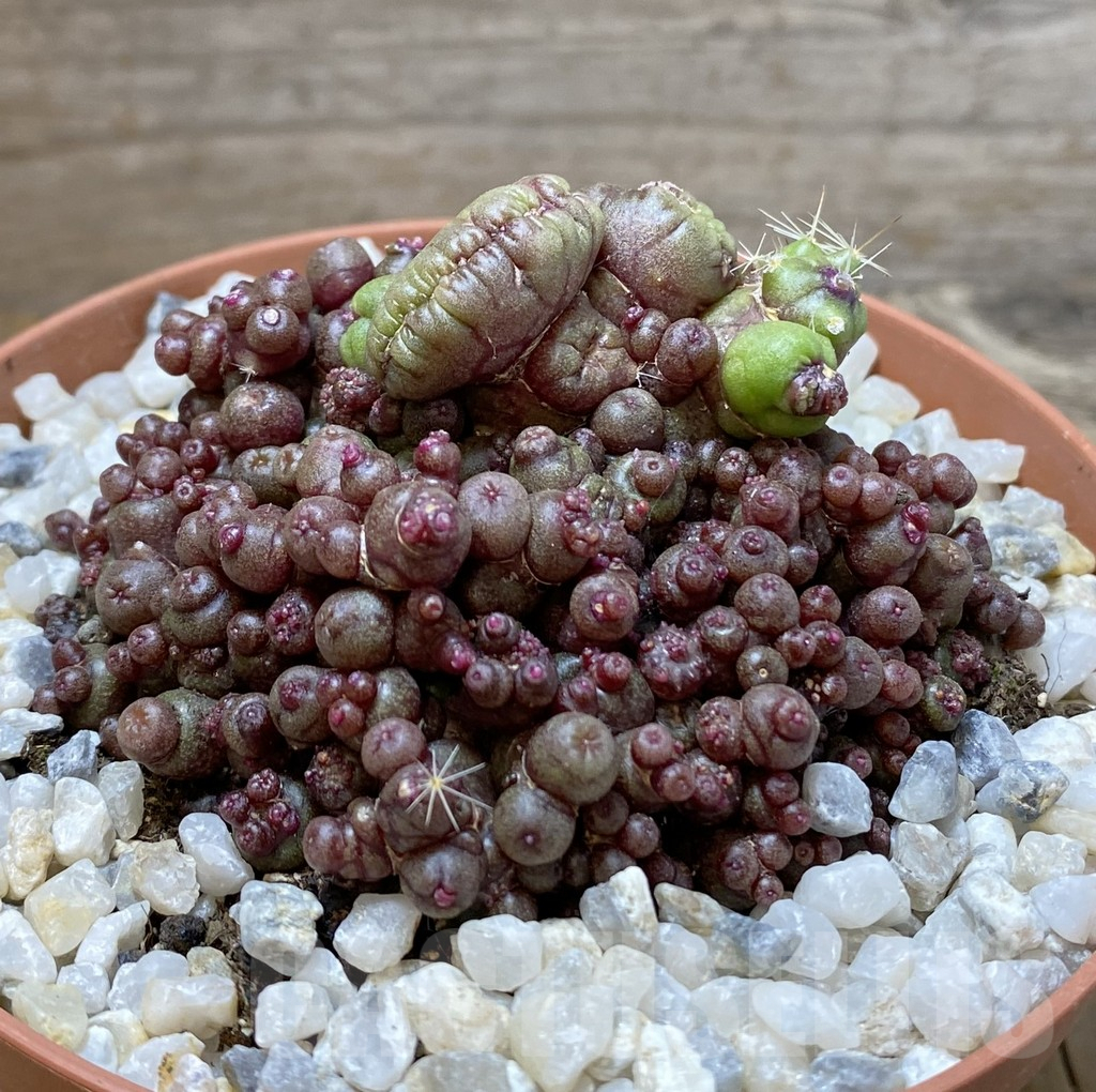 SHPR38427 Mammillaria bocasana ‘Red Fred’ - Obrázek 2