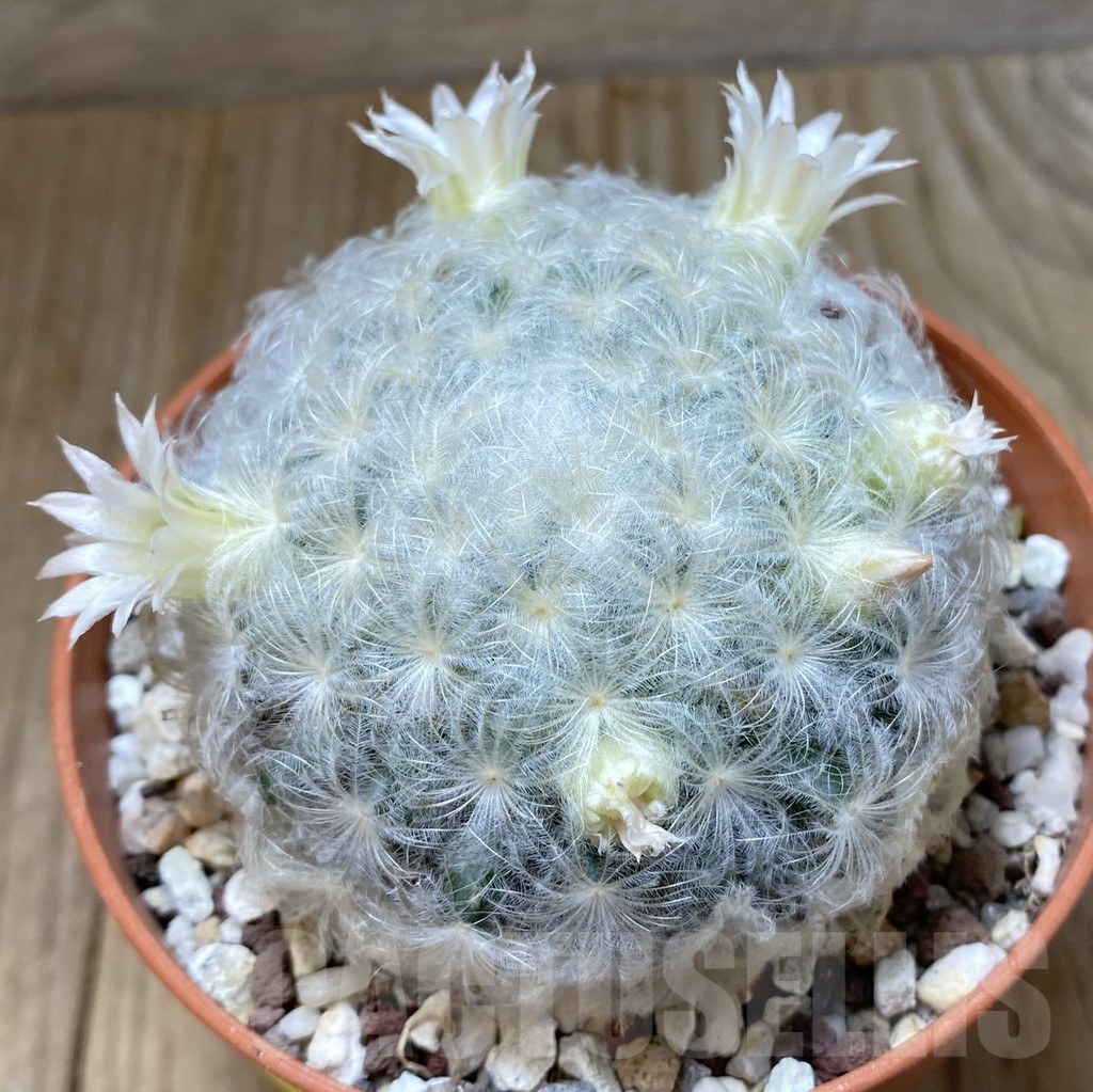 SHPR38428 Mammillaria plumosa, white flower - Obrázek 2