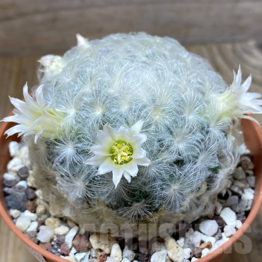 SHPR38428 Mammillaria plumosa, white flower