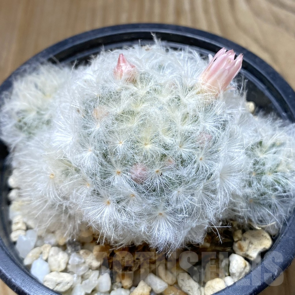 SHPR38429 Mammillaria plumosa, pink flower