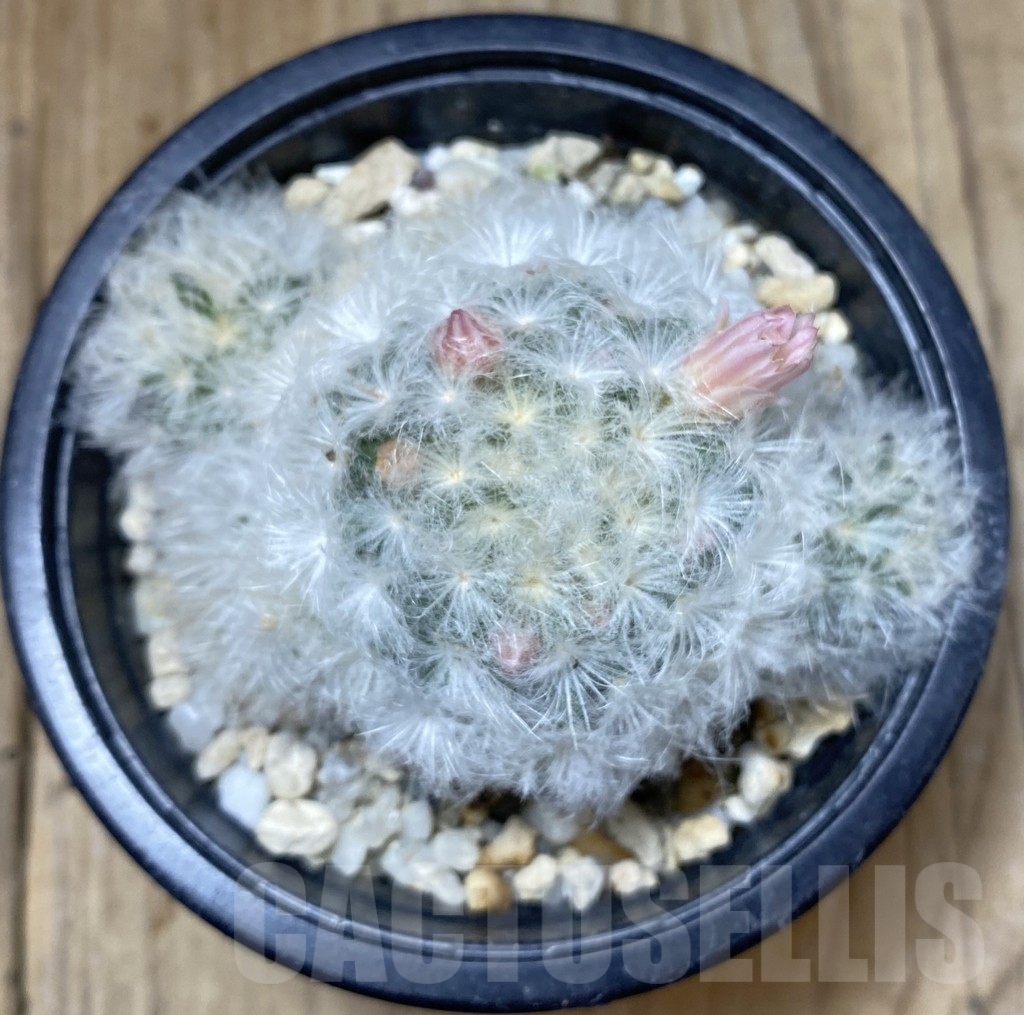 SHPR38429 Mammillaria plumosa, pink flower - 画像 (2)