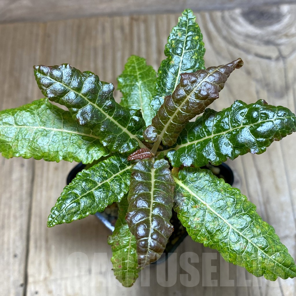 SHPR38432 Boswellia nana