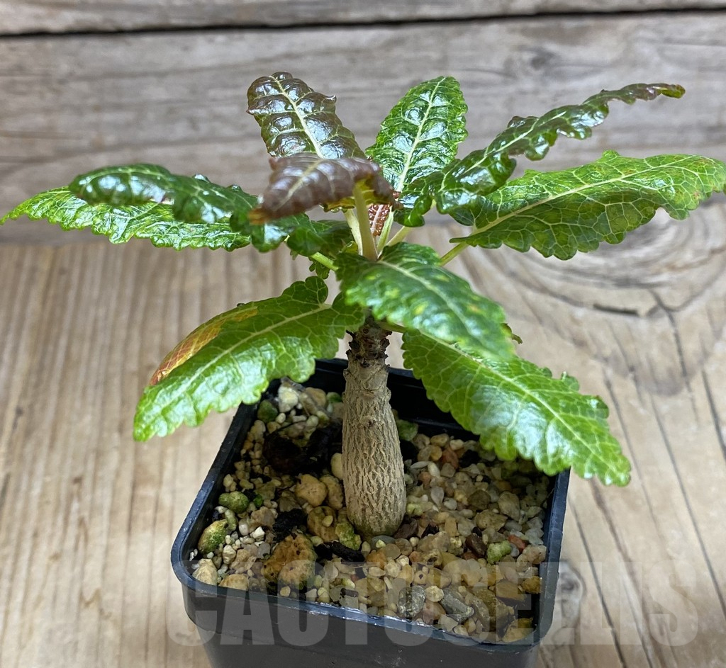 SHPR38432 Boswellia nana - Зображення 2