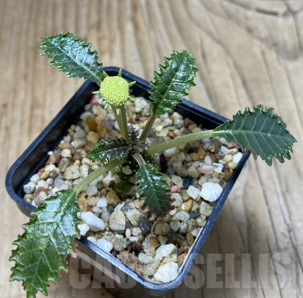 SHPR38433 Dorstenia horwoodii - Image 2