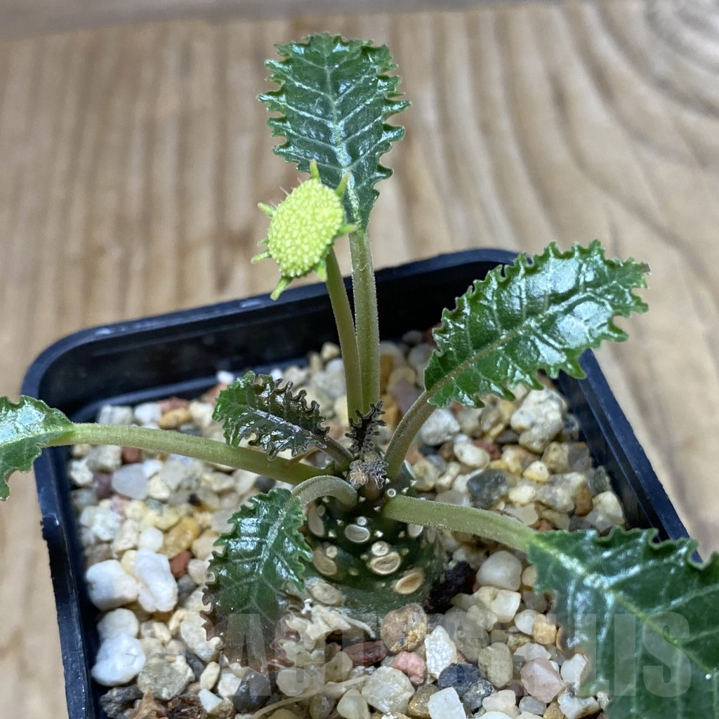 SHPR38433 Dorstenia horwoodii