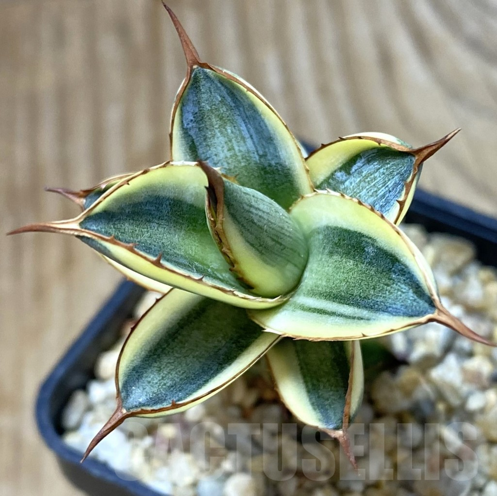 SHPR38434 Agave lophantha ‘Quadricolor’