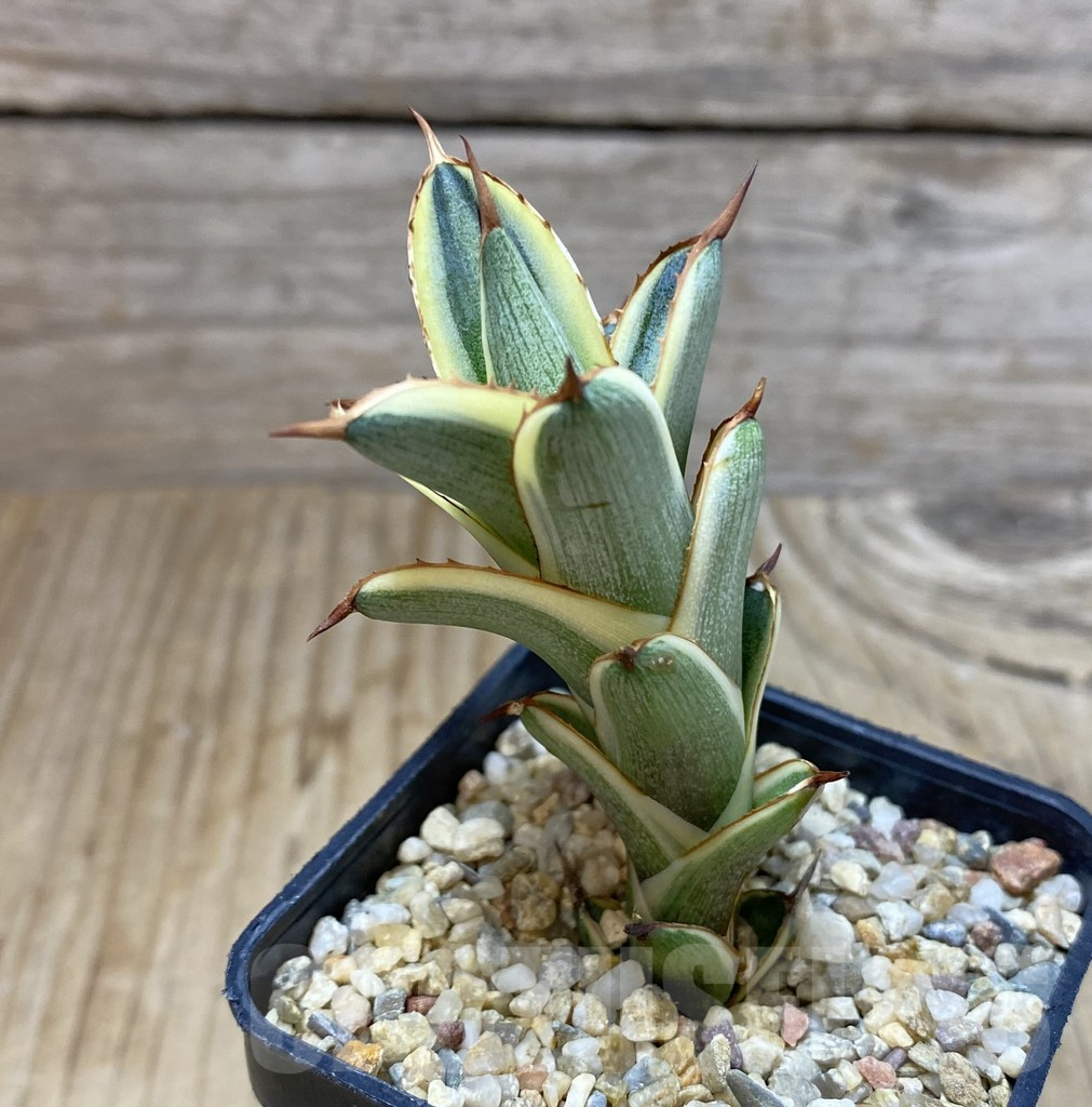 SHPR38434 Agave lophantha ‘Quadricolor’ - Obrázek 2