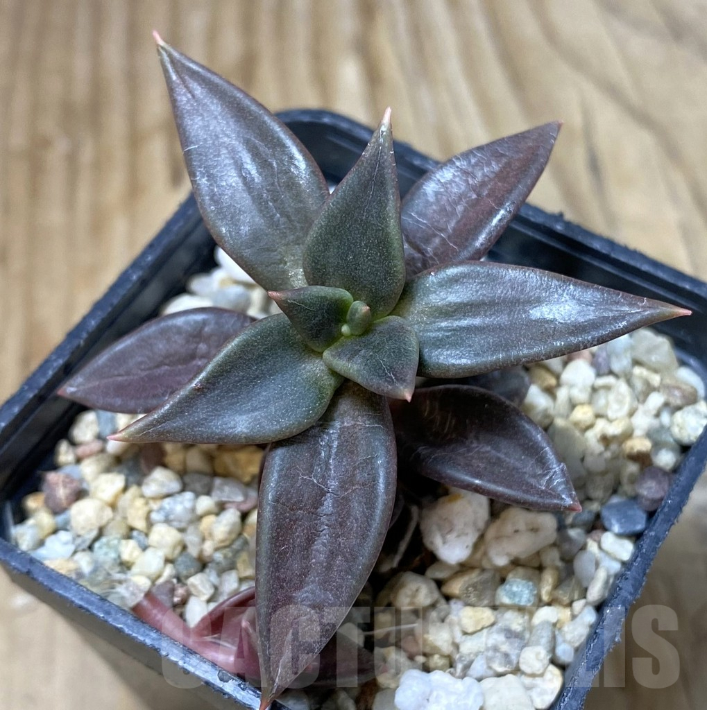 SHPR38435 Echeveria xichuensis -Mexico-