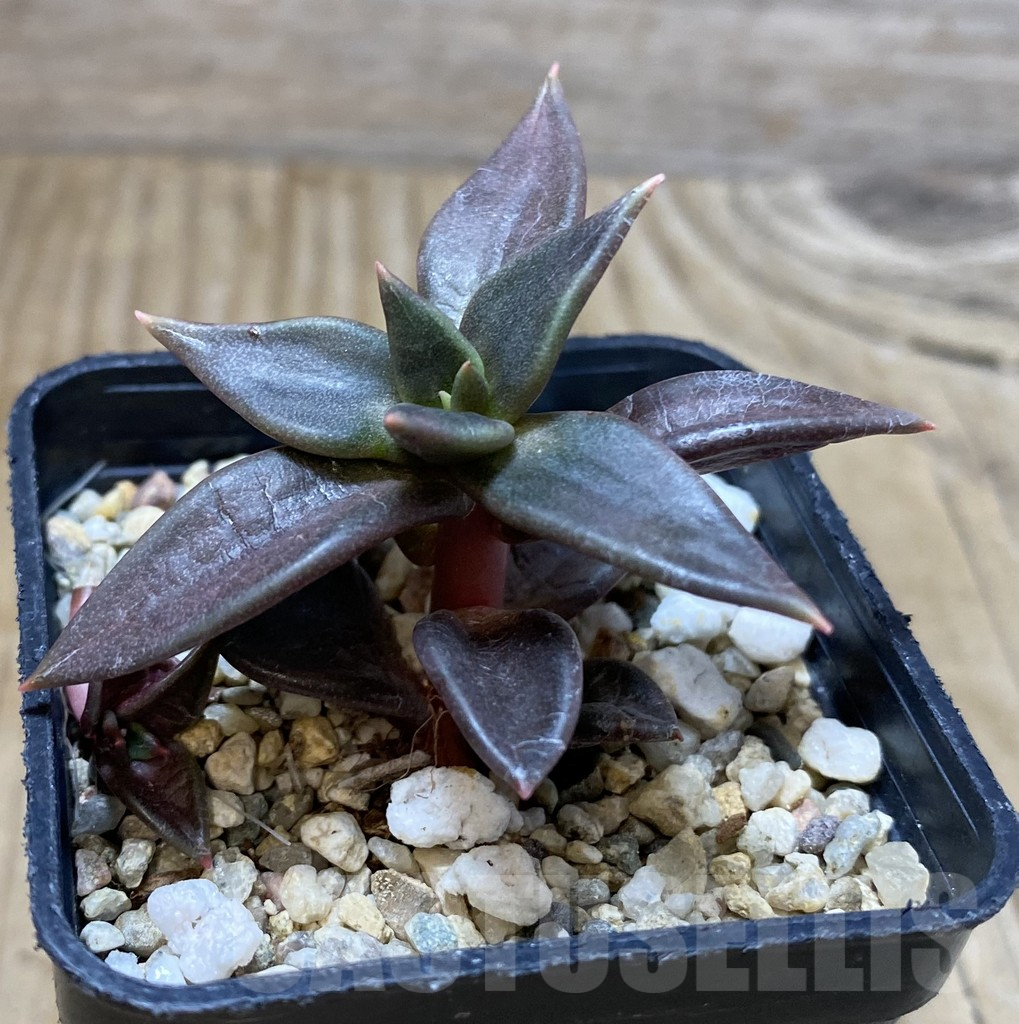 SHPR38435 Echeveria xichuensis -Mexico- - Image 2