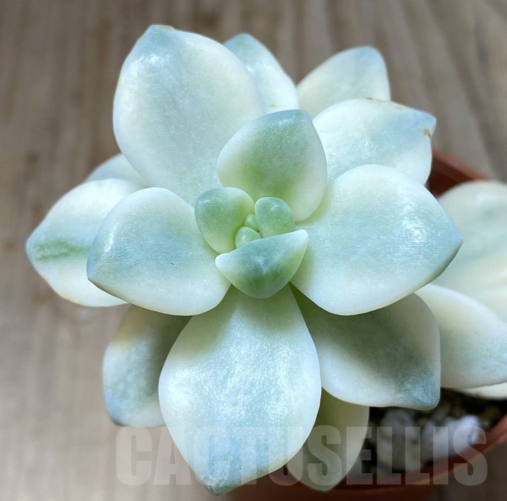 SHPR38437 Graptopetalum ‘Apricot’ f. variegata