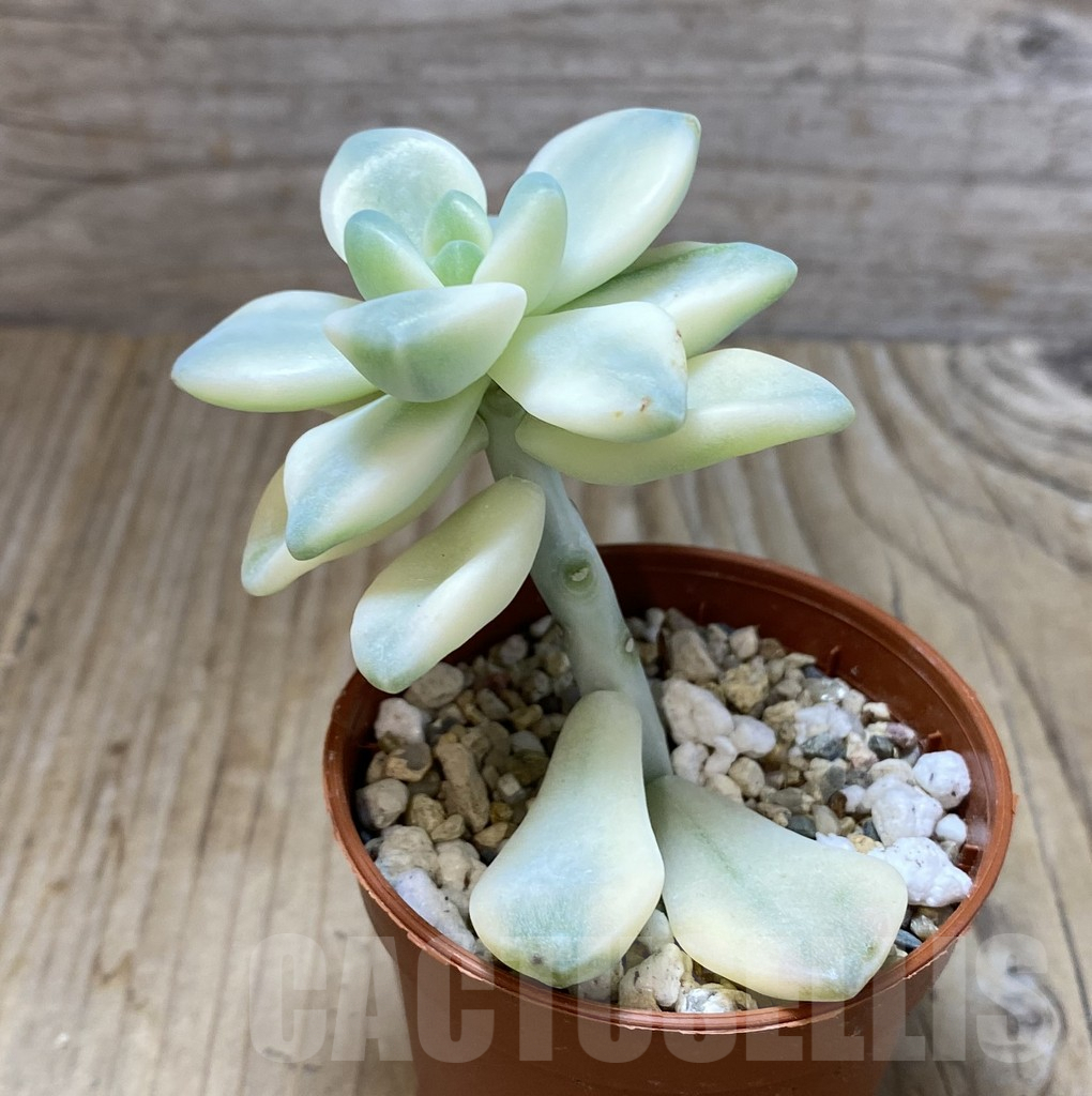 SHPR38437 Graptopetalum ‘Apricot’ f. variegata - Image 2