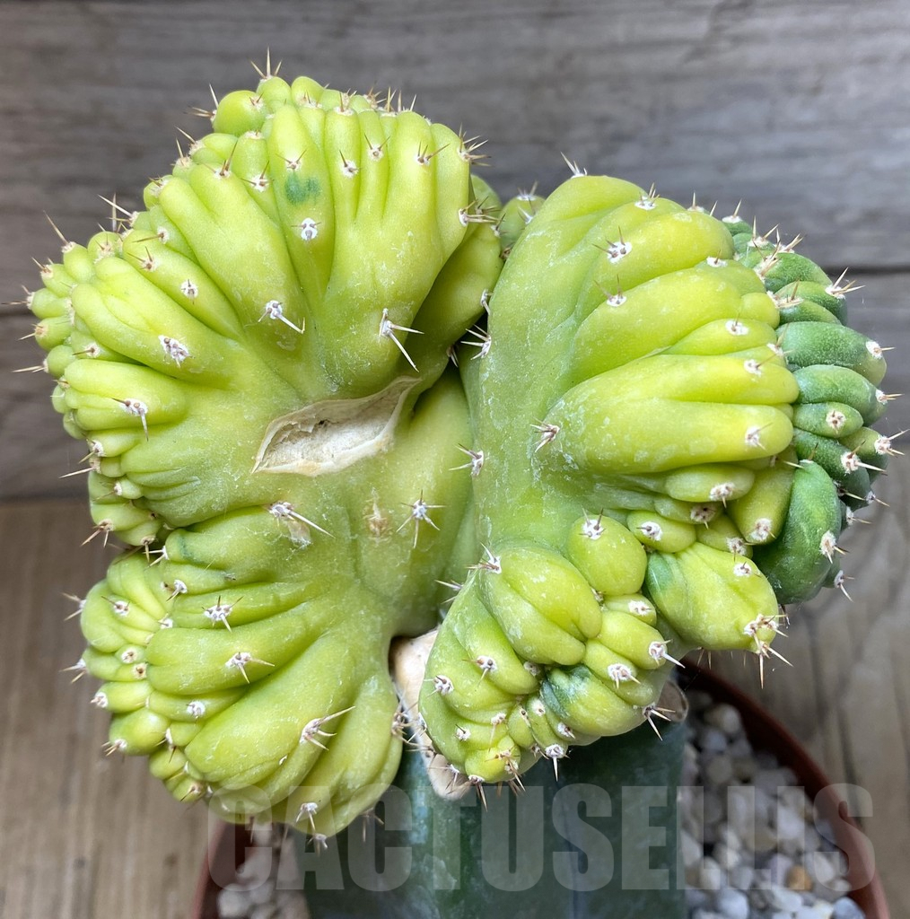 SHPR38438 Trichocereus pachanoi cristata f. variegata, grafted - Obrázek 2