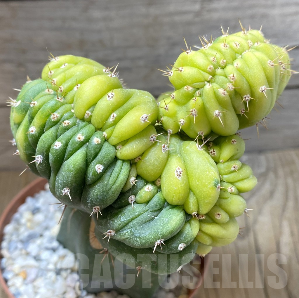 SHPR38438 Trichocereus pachanoi cristata f. variegata, grafted