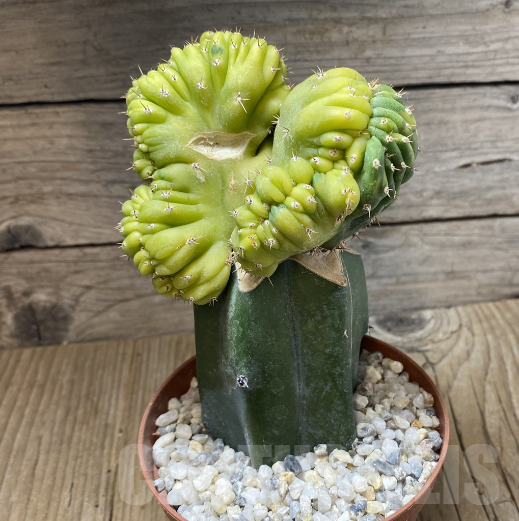 SHPR38438 Trichocereus pachanoi cristata f. variegata, grafted - Obrázek 3