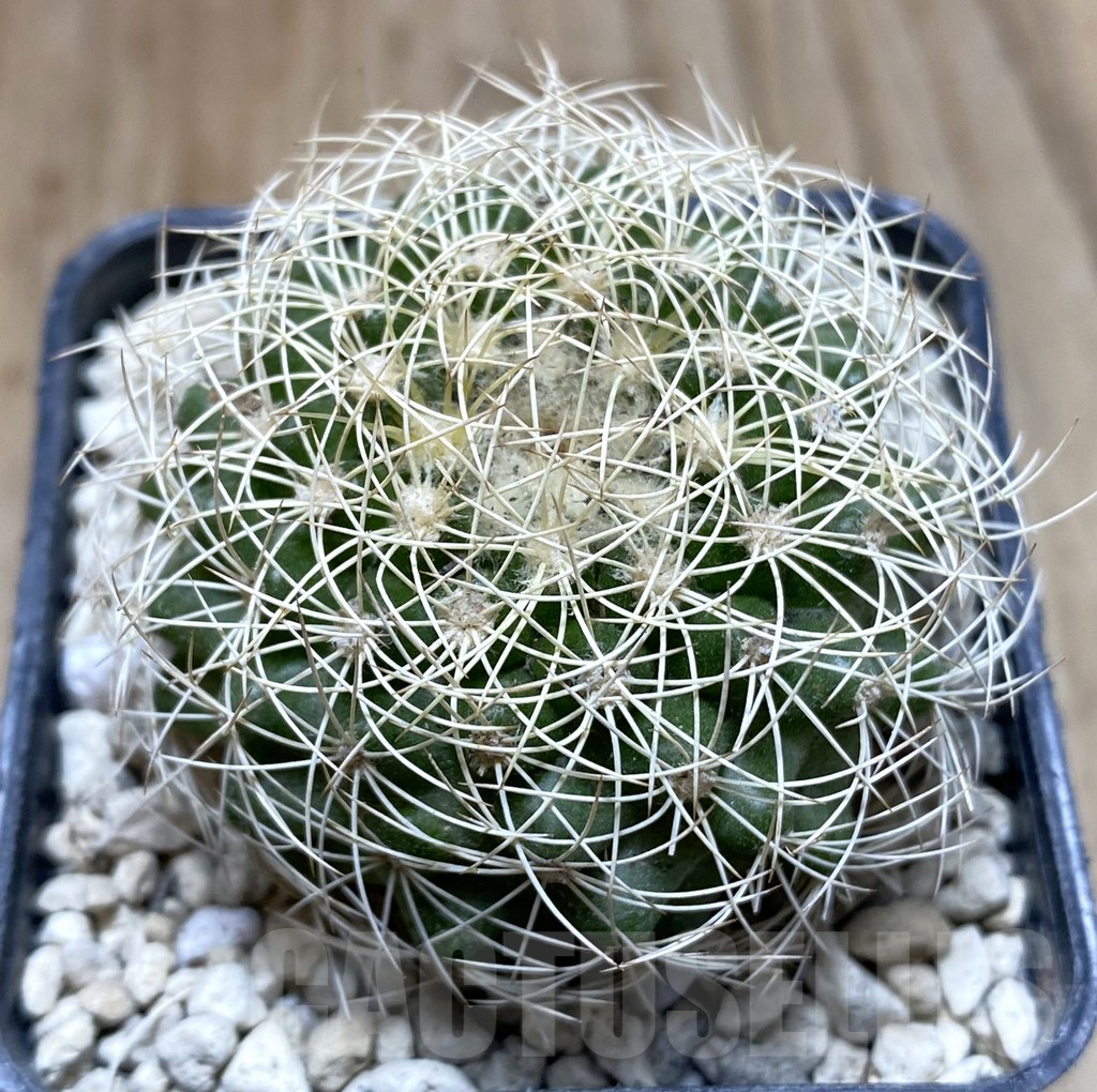 SHPR38500 Discocactus araneispinus