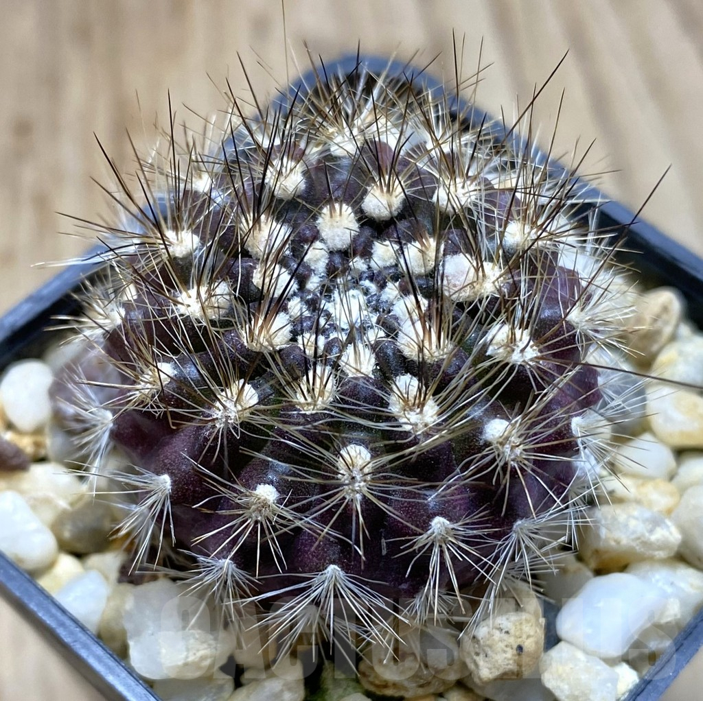 SHPR38506 Neoporteria nidus