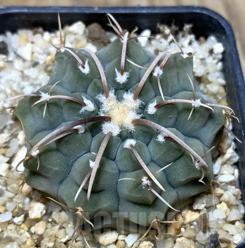 SHPR38382 Gymnocalycium vatteri, selection