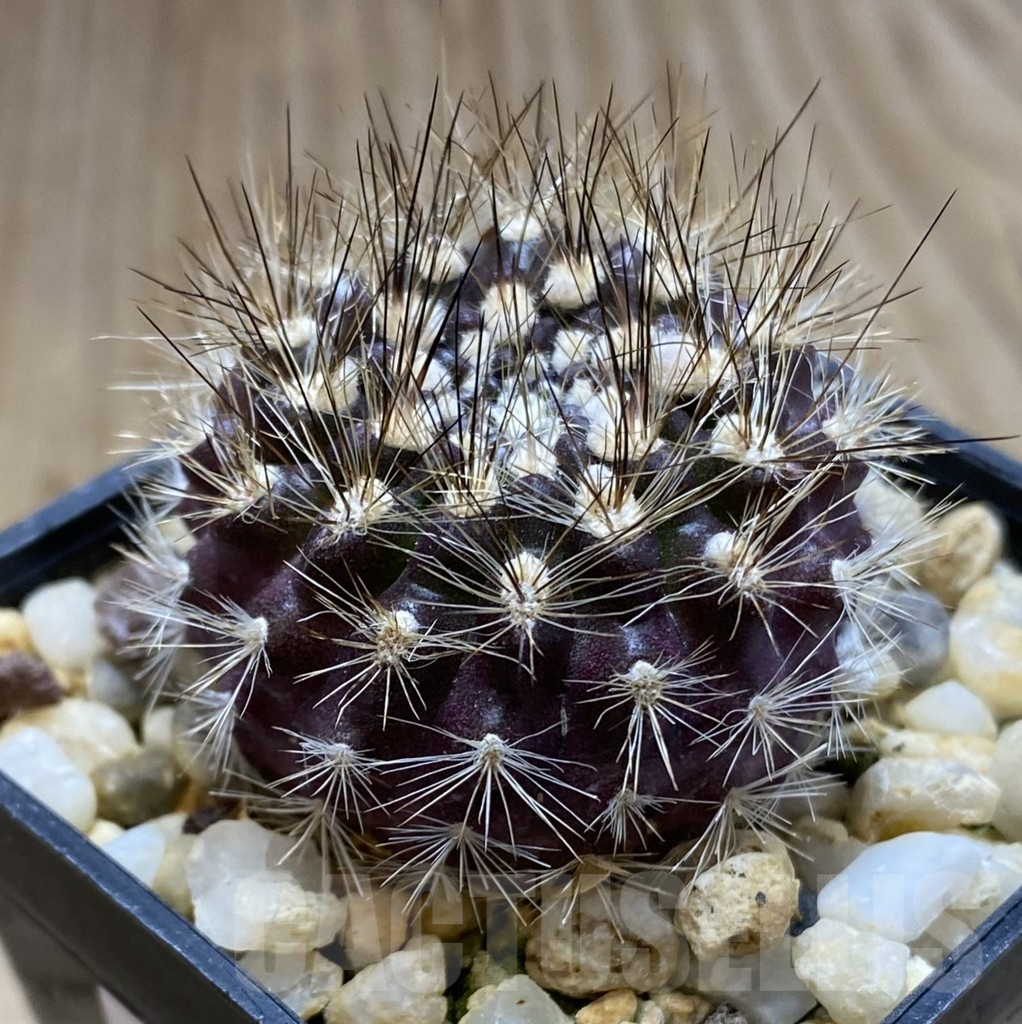 SHPR38506 Neoporteria nidus – Image 2