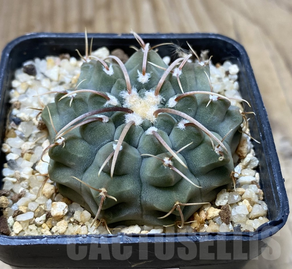 SHPR38382 Gymnocalycium vatteri, selection - 画像 (2)