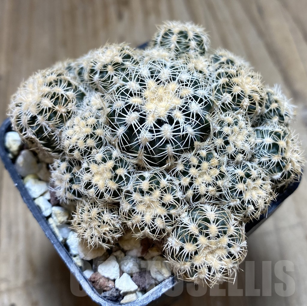 SHPR38507 Gymnocalycium bruchii v. albispinum
