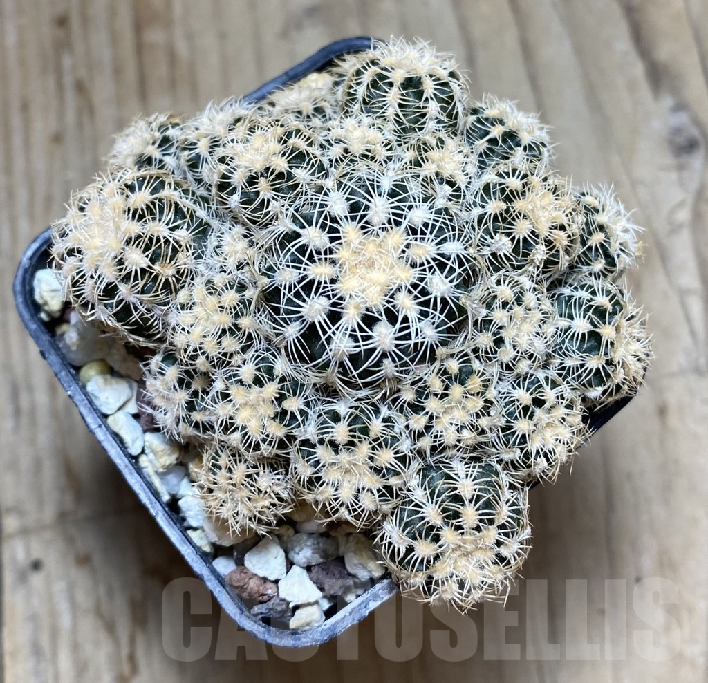 SHPR38507 Gymnocalycium bruchii v. albispinum - Зображення 2