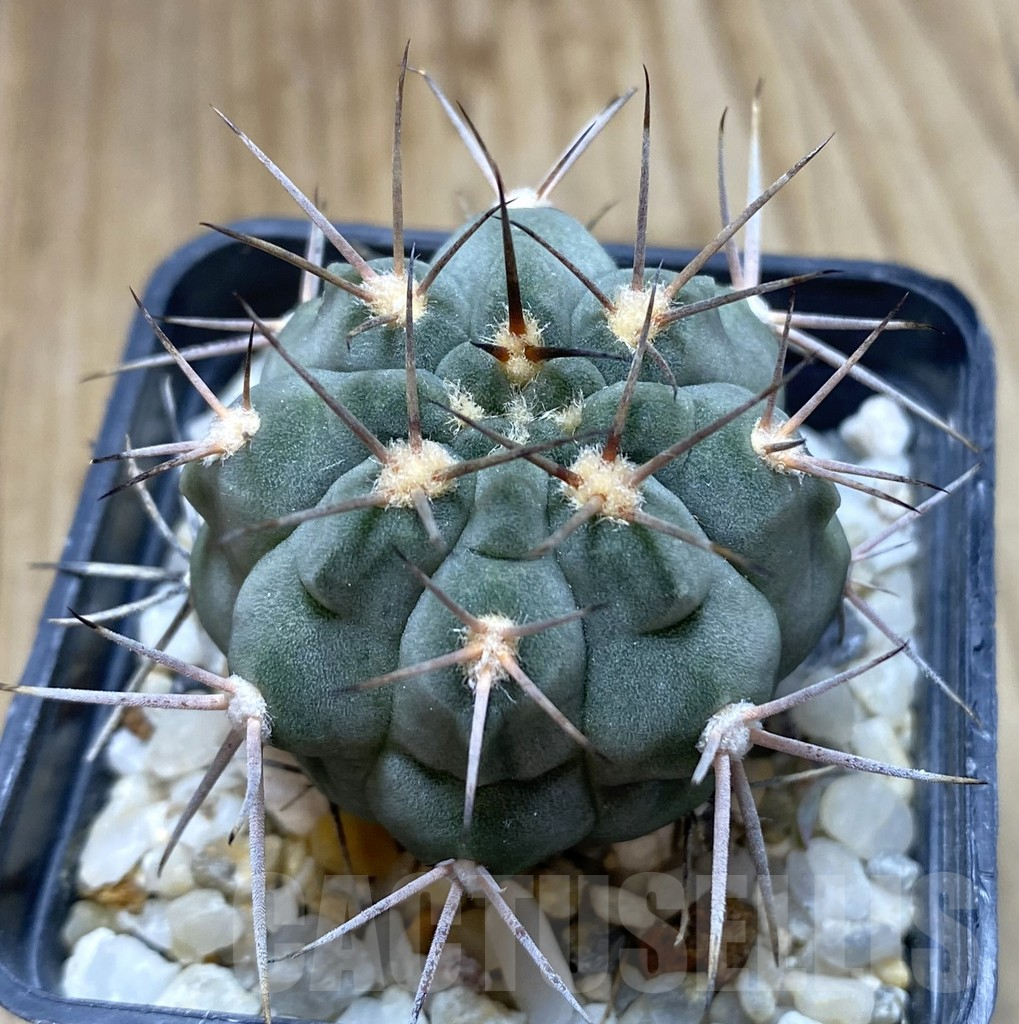 SHPR38508 Gymnocalycium tillianum R227