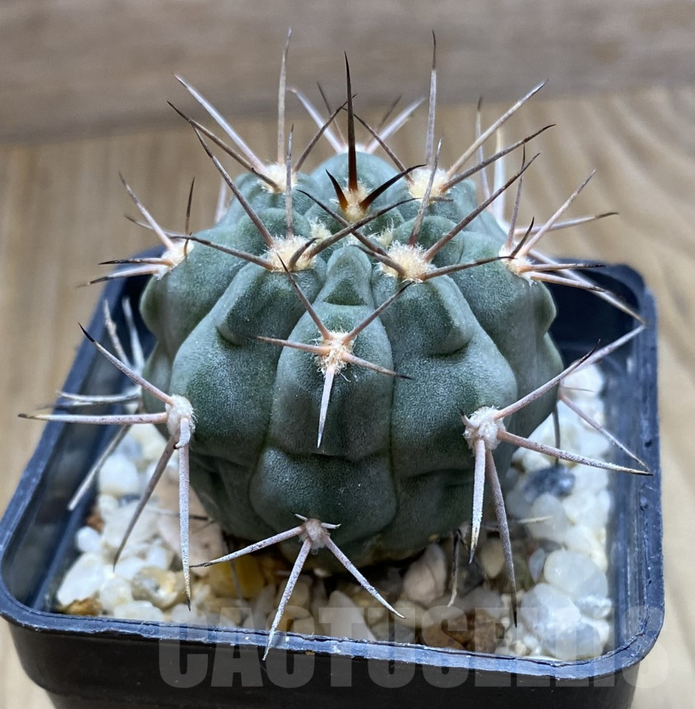 SHPR38508 Gymnocalycium tillianum R227 - Image 2