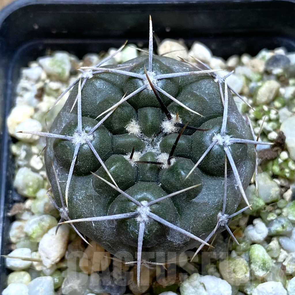 SHPR38509 Gymnocalycium gibbosum v. chubutense RUS 364