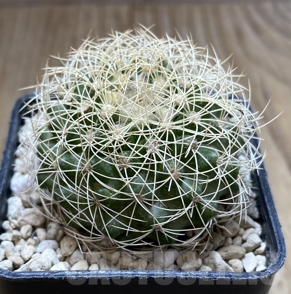 SHPR38500 Discocactus araneispinus - Image 2