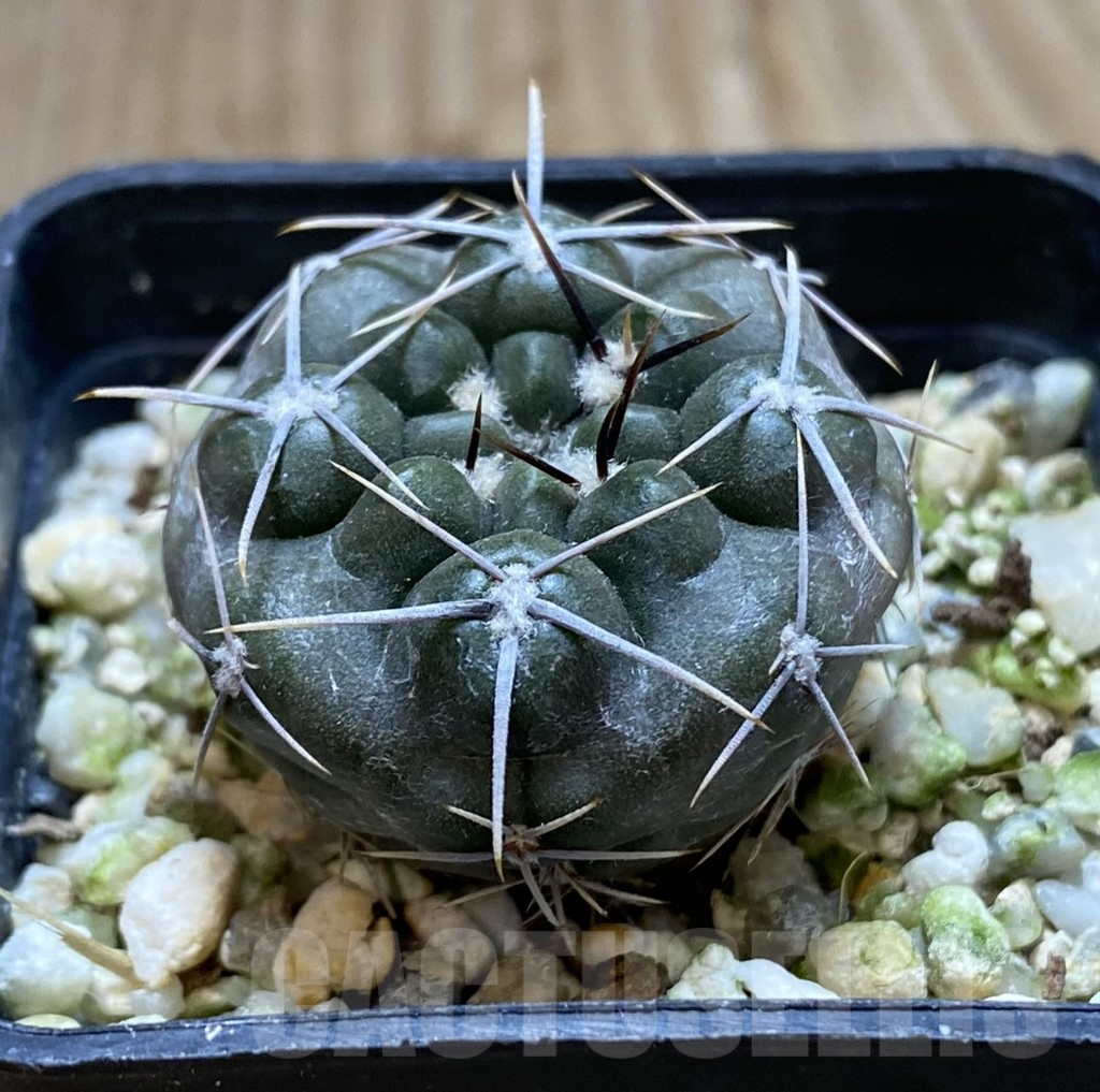 SHPR38509 Gymnocalycium gibbosum v. chubutense RUS 364 - Зображення 2