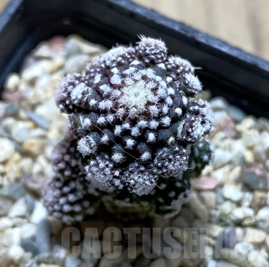 SHPR38501 Copiapoa tenuissima f. monstrosa