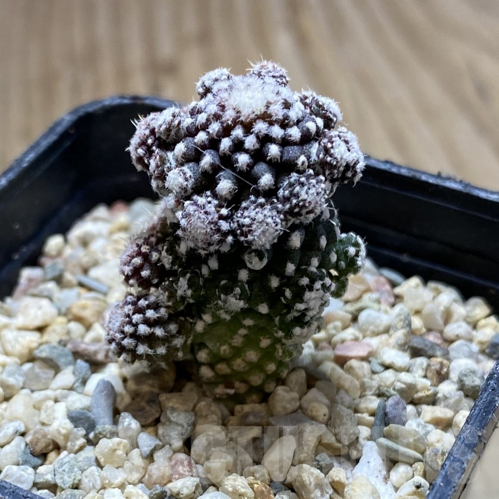 SHPR38501 Copiapoa tenuissima f. monstrosa – Image 2