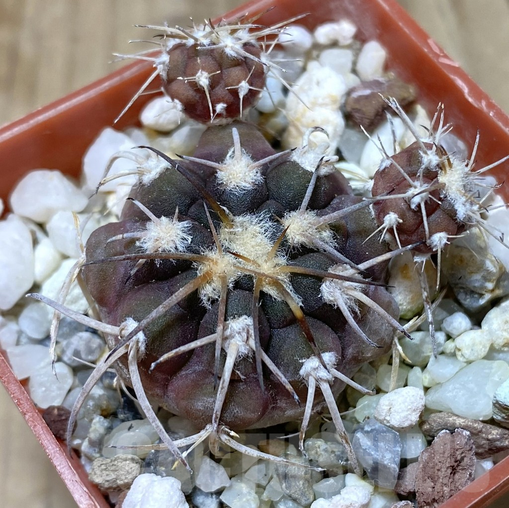 SHPR38378 Gymnocalycium spegazzinii ex Piltz 3538