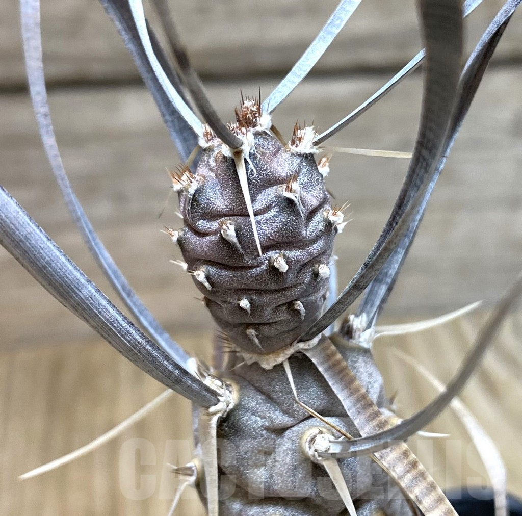 SHPR38403 Tephrocactus papyracanthus, Black spines