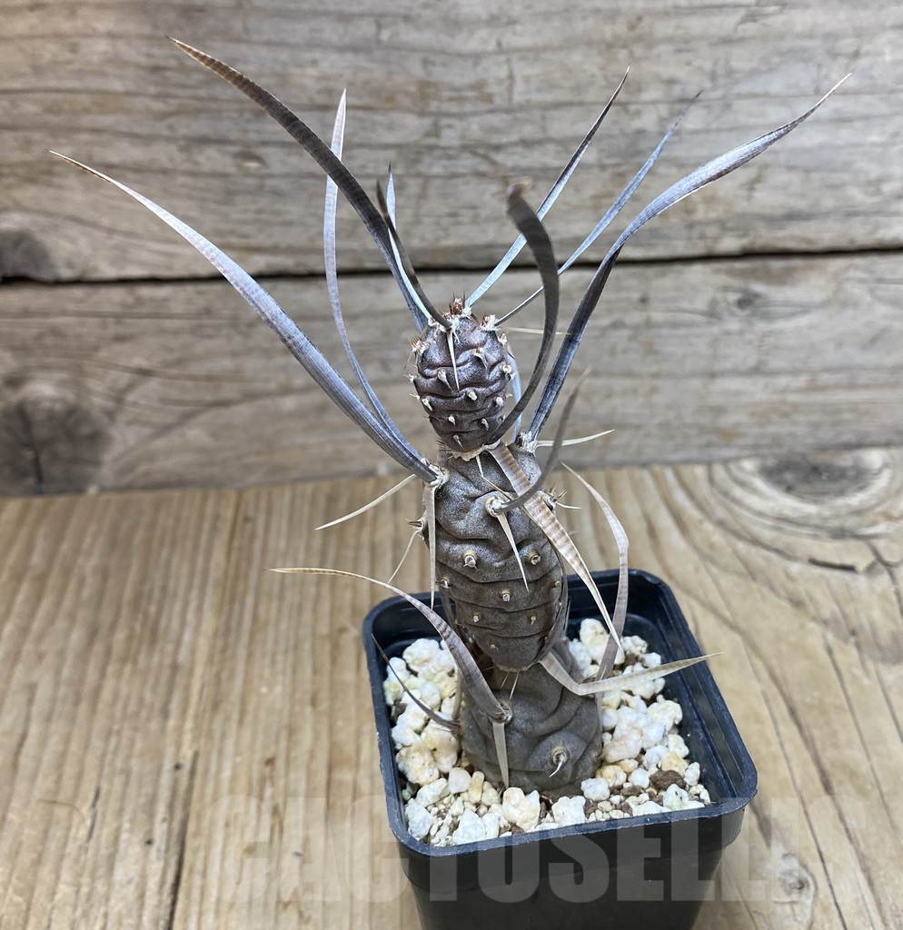 SHPR38403 Tephrocactus papyracanthus, Black spines - Image 2