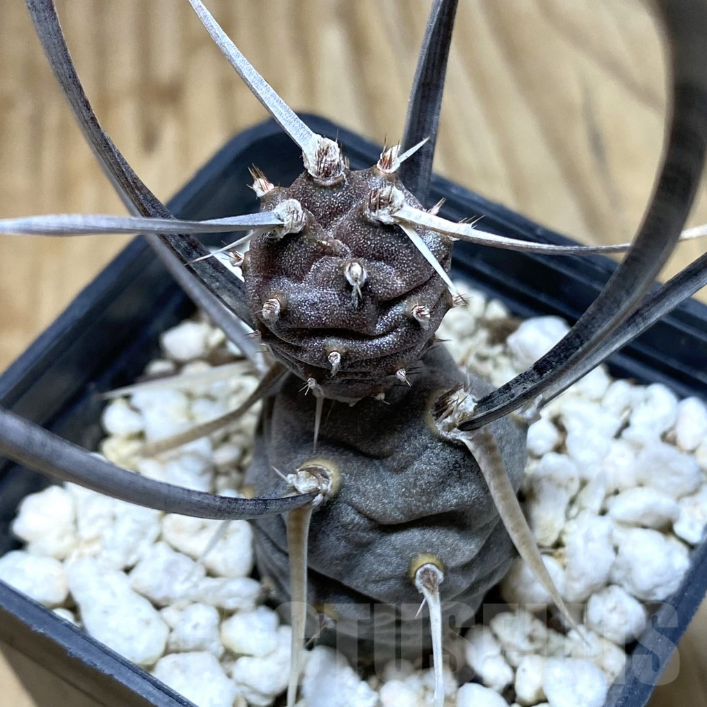 SHPR38404 Tephrocactus papyracanthus, Black spines