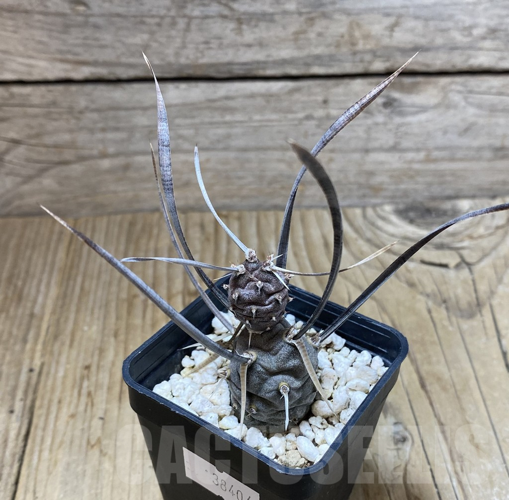 SHPR38404 Tephrocactus papyracanthus, Black spines - Image 2