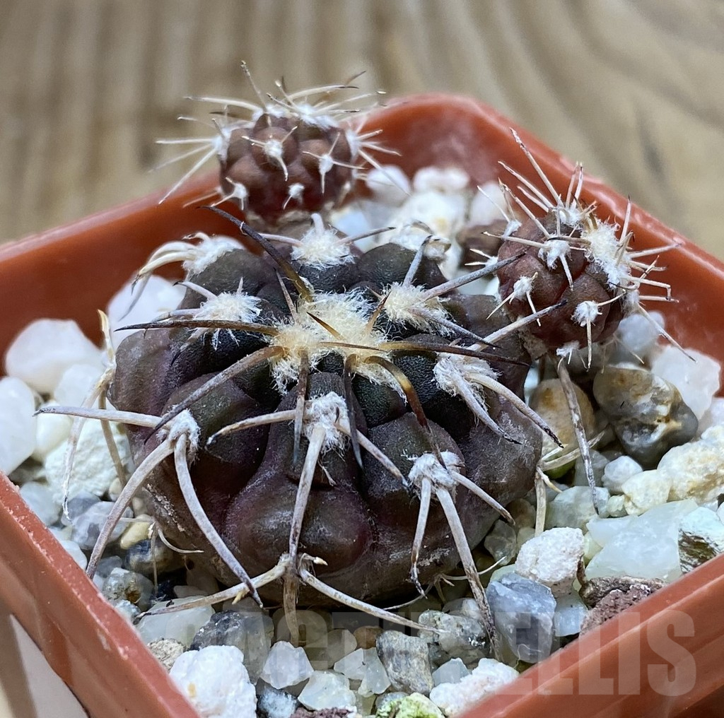 SHPR38378 Gymnocalycium spegazzinii ex Piltz 3538 - Image 2