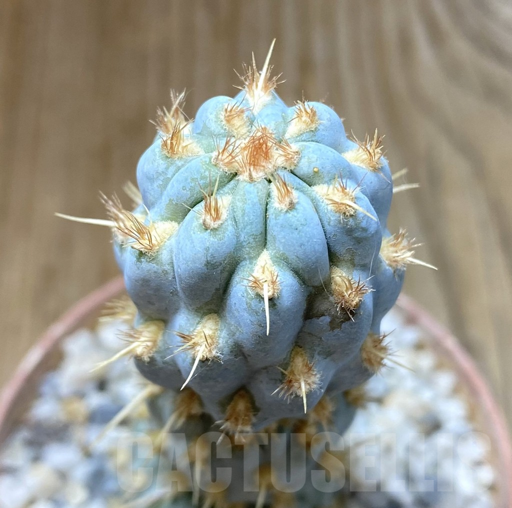 SHPR38407 Cylindropuntia miquelii