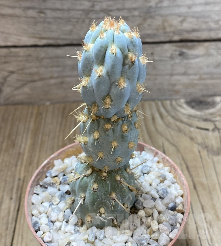 SHPR38407 Cylindropuntia miquelii - Зображення 2