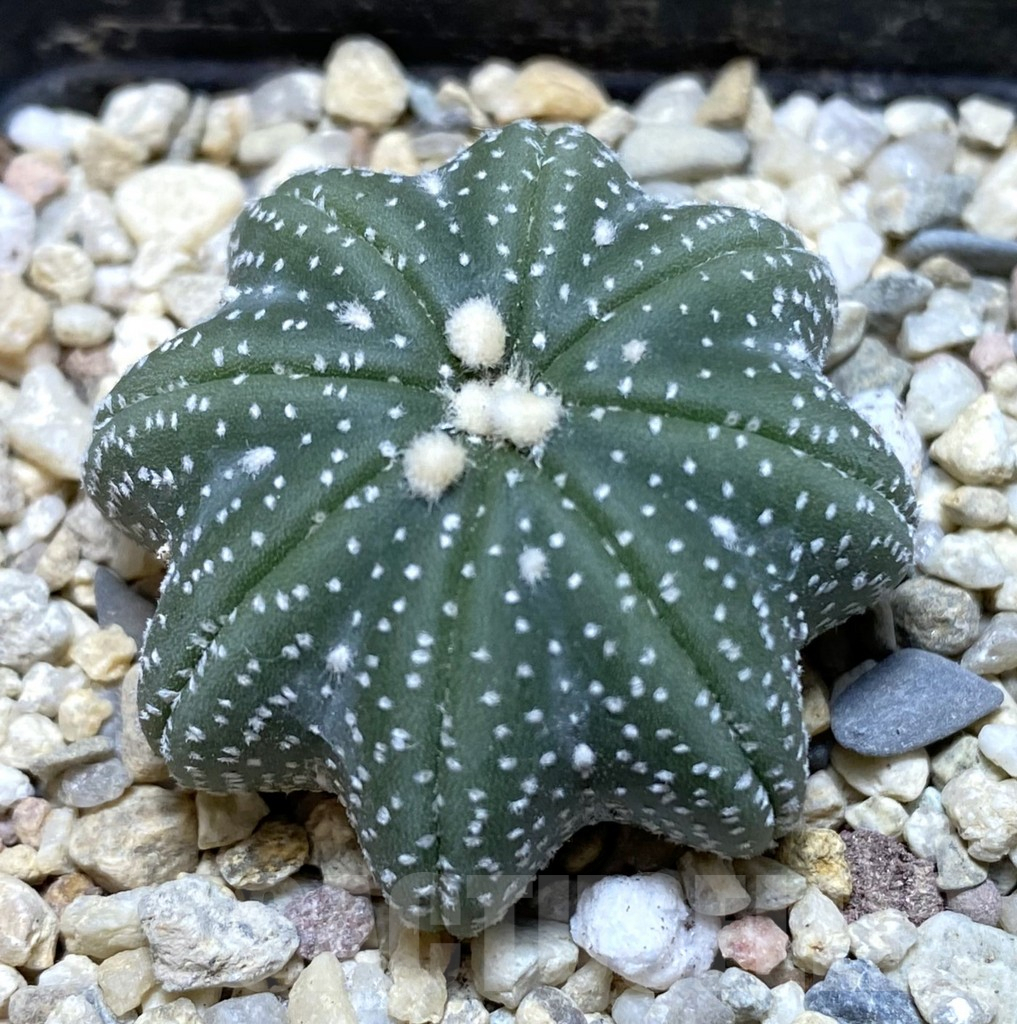 SHPR38533 Astrophytum asterias ‘Star Shape’