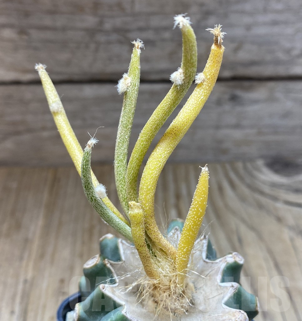 SHPR38534 Astrophytum caput-medusae f. variegata, grafted