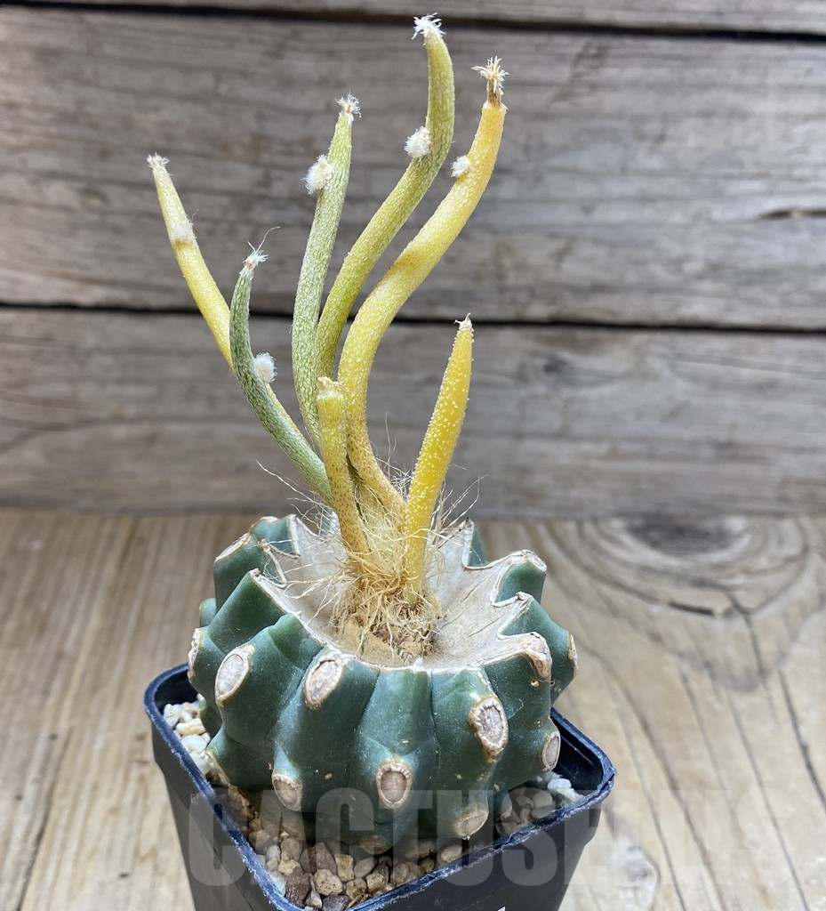 SHPR38534 Astrophytum caput-medusae f. variegata, grafted - Image 2