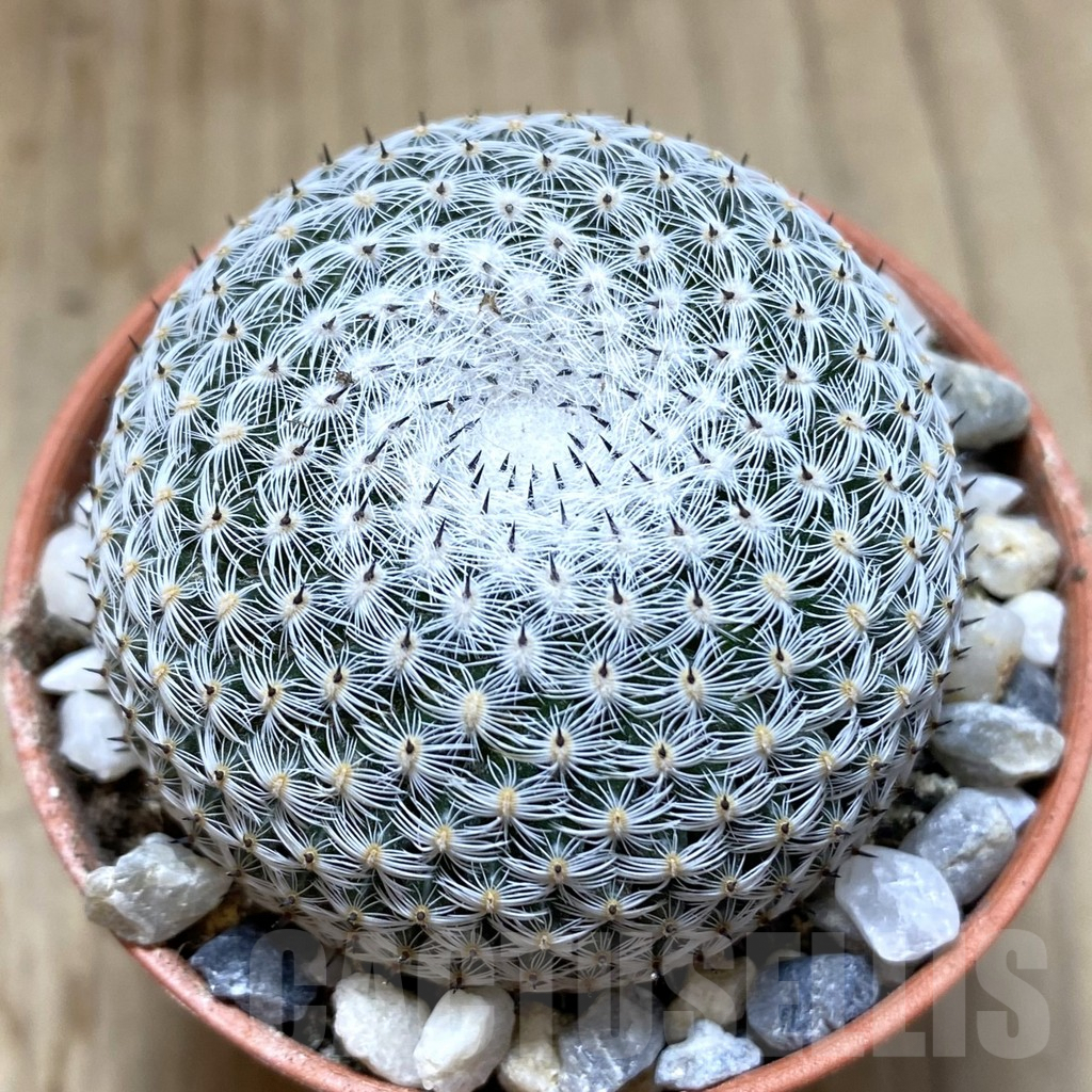 SHPR38536 Mammillaria microthele v. superfina