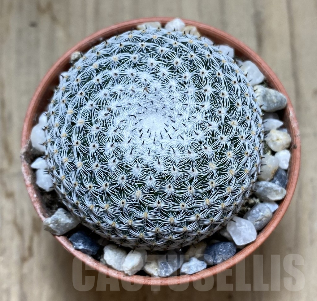 SHPR38536 Mammillaria microthele v. superfina - Image 2