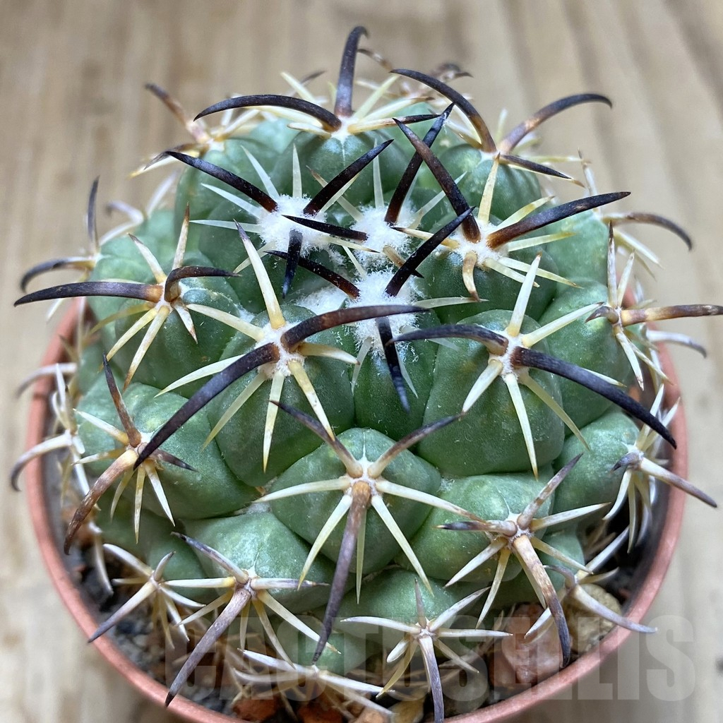 SHPR38538 Coryphantha tripugionacantha