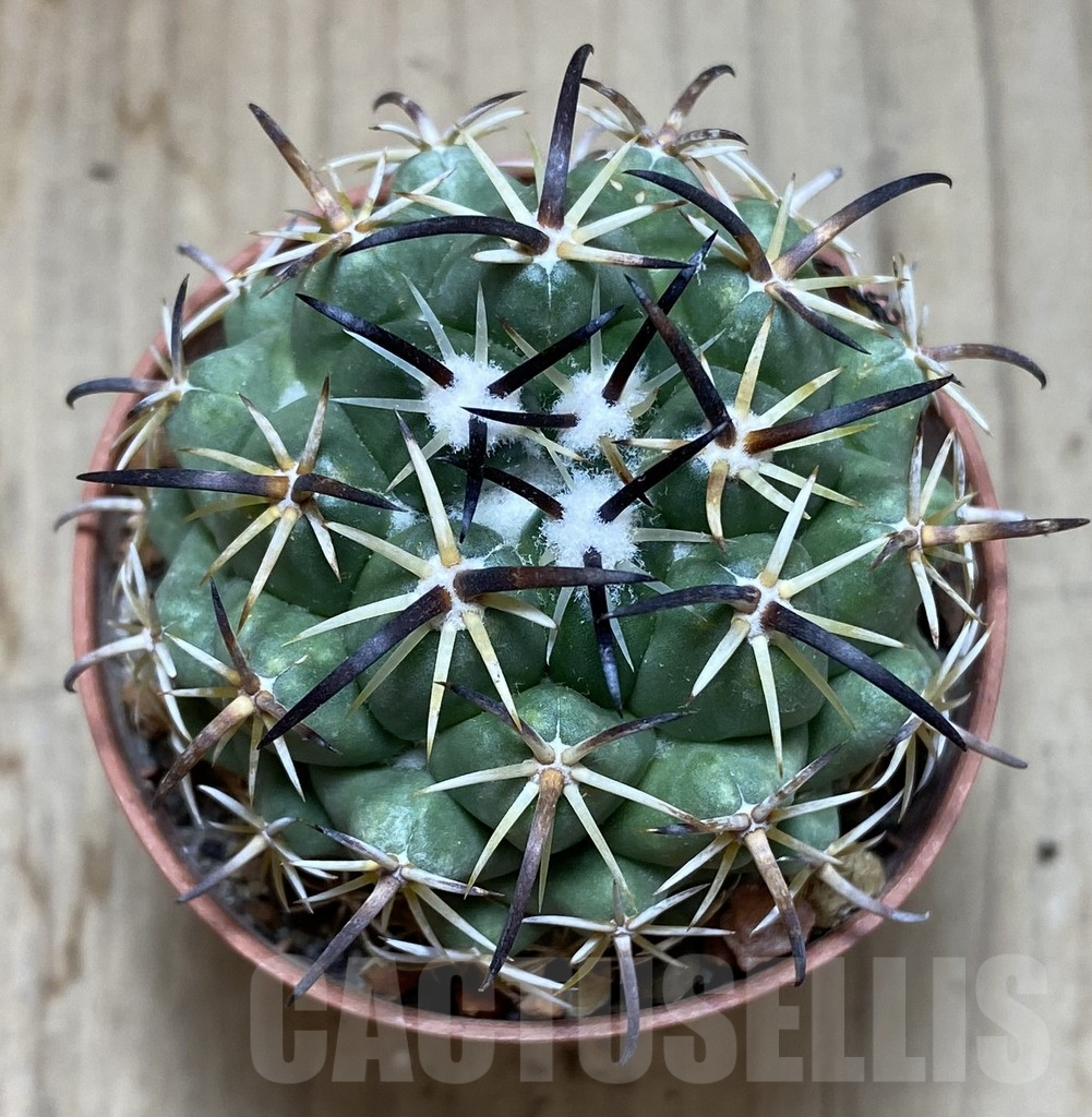 SHPR38538 Coryphantha tripugionacantha - Obrázek 2